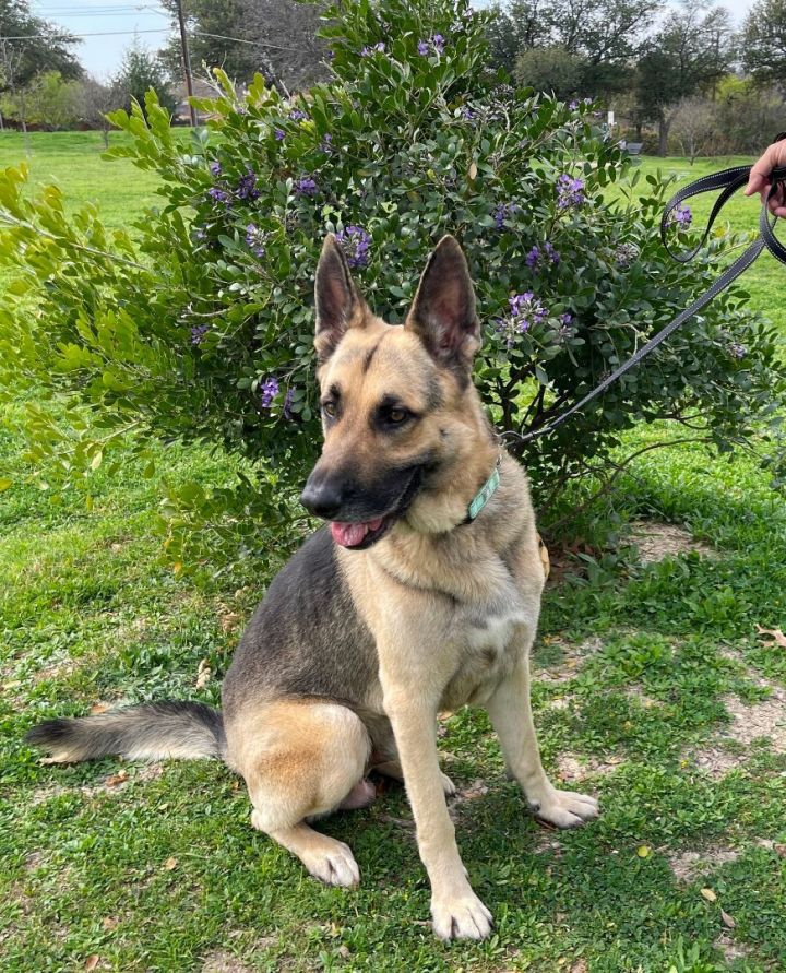 German shepherd 2024 adoption dfw