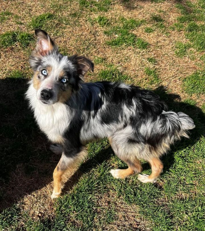 Petfinder mini australian shepherd best sale