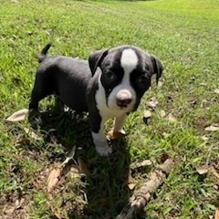 Dog for adoption - Daytona (in foster care), an American Staffordshire ...