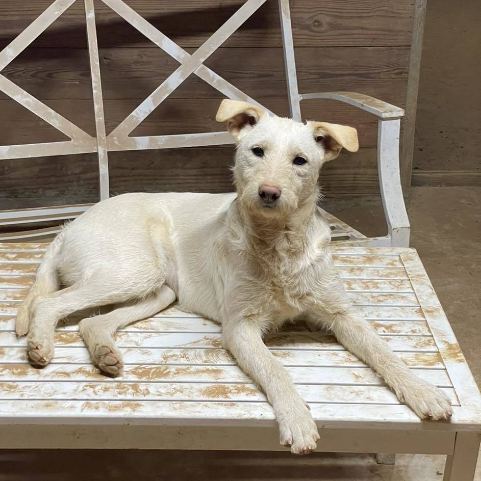 Lady Pink, an adoptable Anatolian Shepherd, Komondor in Whitewright, TX, 75491 | Photo Image 1