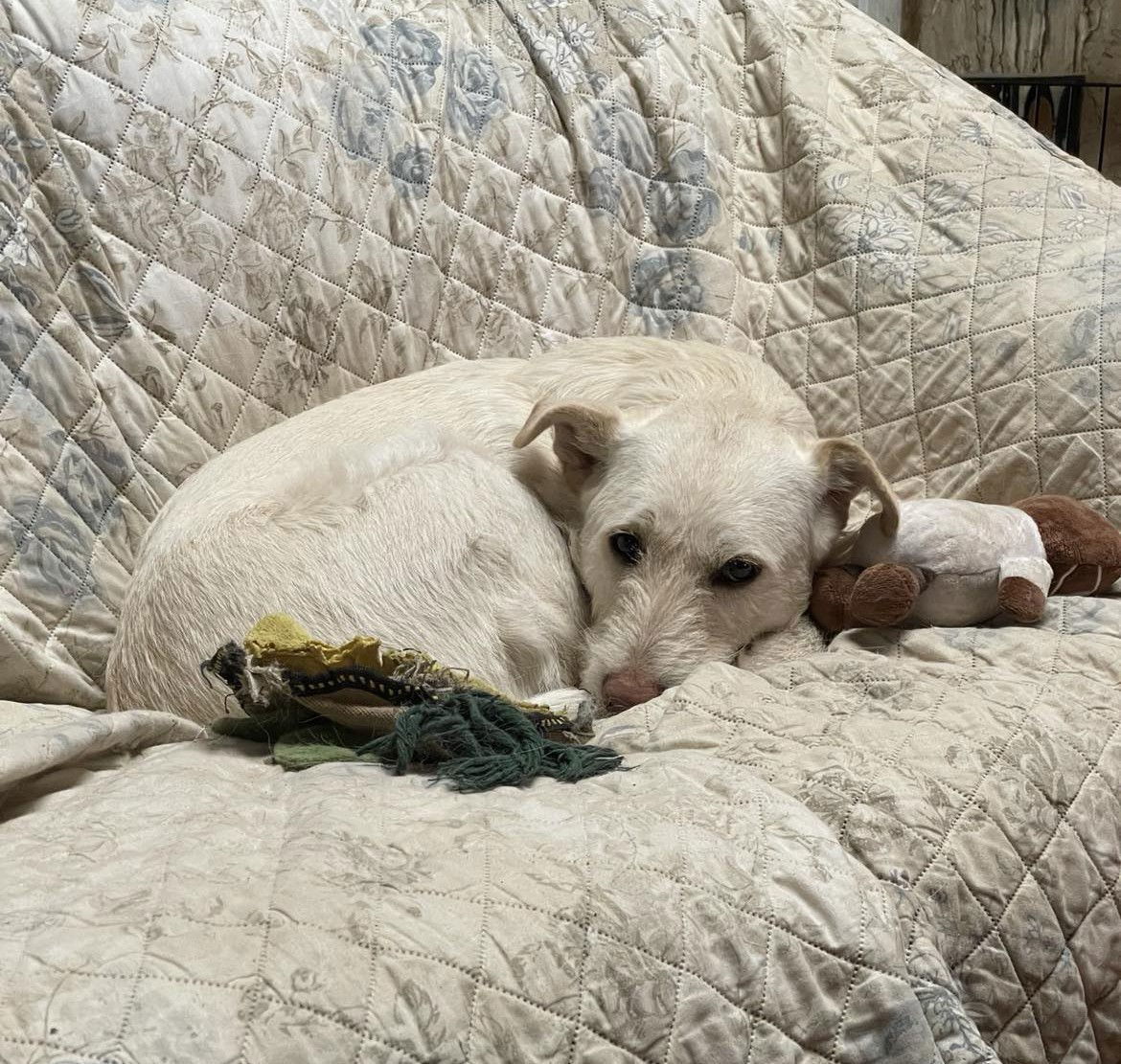 Lady Pink, an adoptable Komondor, Anatolian Shepherd in Whitewright, TX, 75491 | Photo Image 1