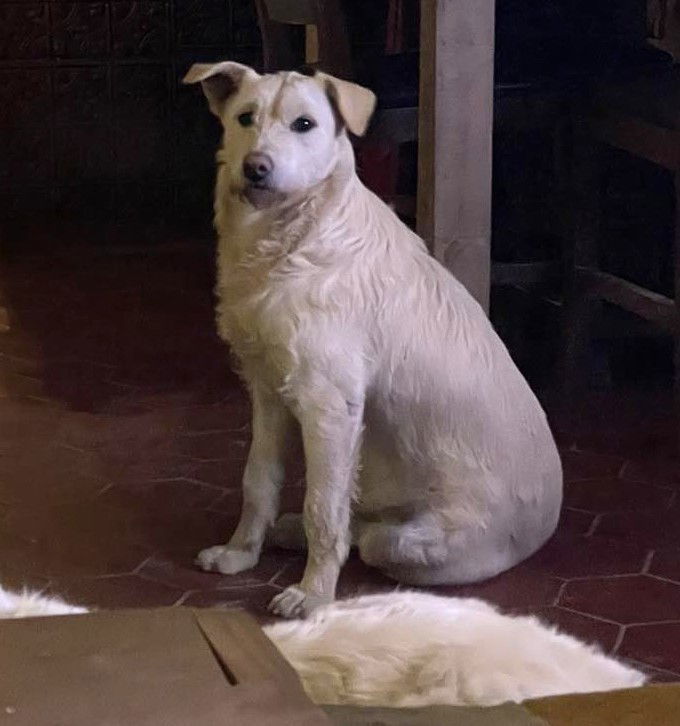 Lady Pink, an adoptable Komondor, Anatolian Shepherd in Whitewright, TX, 75491 | Photo Image 2