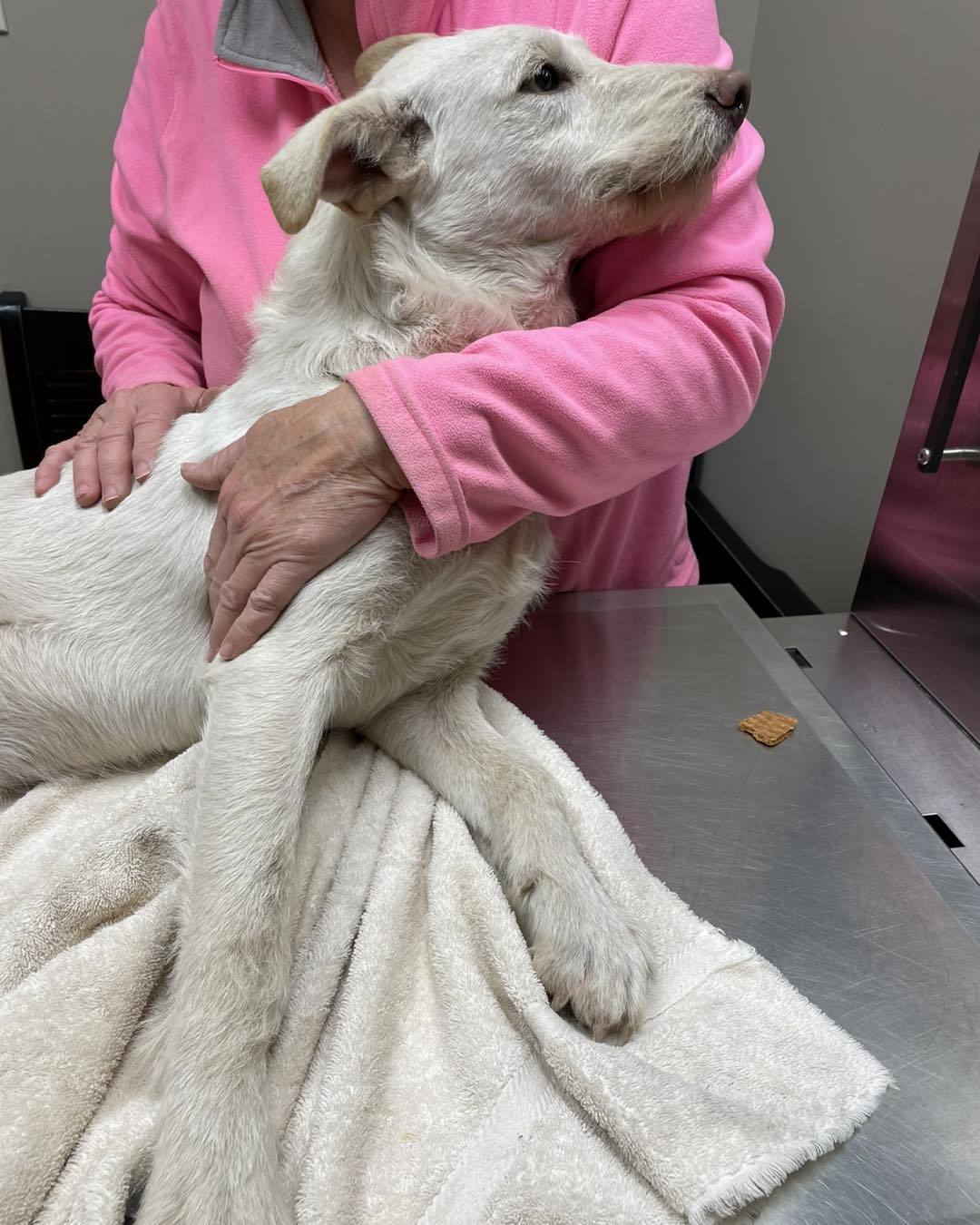 Lady Pink, an adoptable Anatolian Shepherd, Komondor in Whitewright, TX, 75491 | Photo Image 3