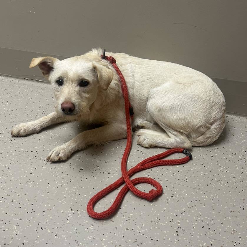 Lady Pink, an adoptable Komondor, Anatolian Shepherd in Whitewright, TX, 75491 | Photo Image 3
