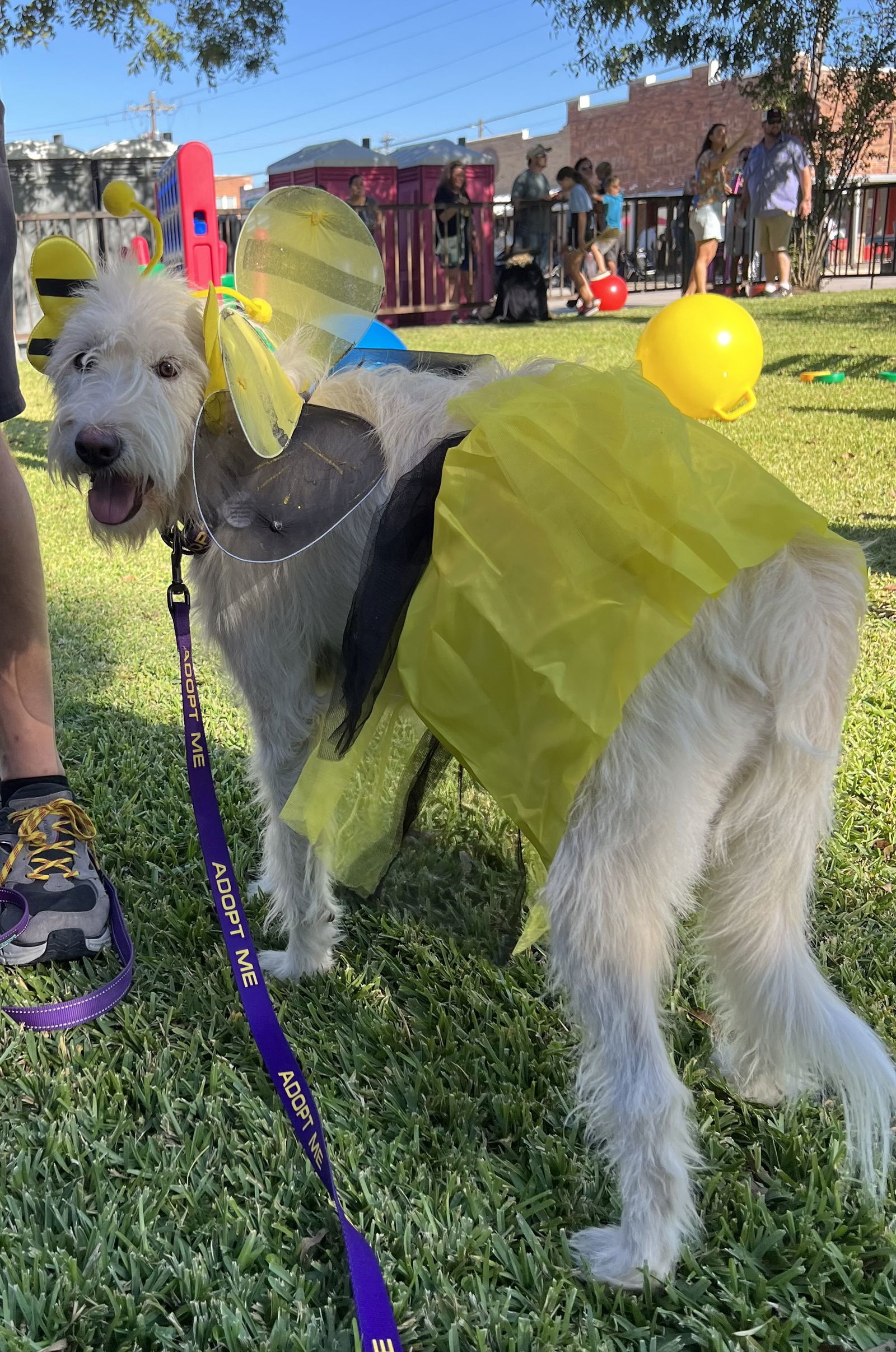 Ginger Gold, an adoptable Komondor, Anatolian Shepherd in Whitewright, TX, 75491 | Photo Image 1