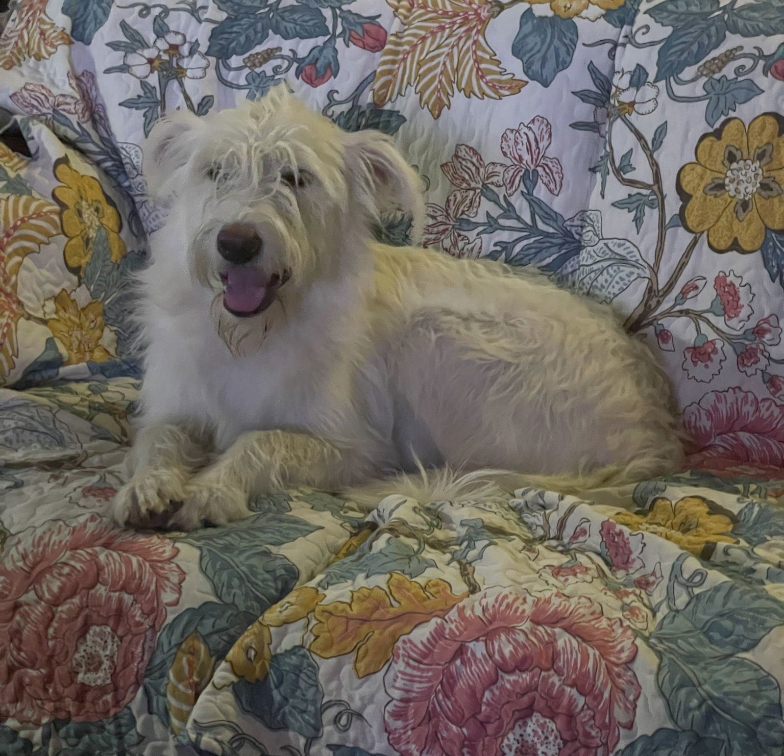 Ginger Gold, an adoptable Komondor, Anatolian Shepherd in Whitewright, TX, 75491 | Photo Image 2