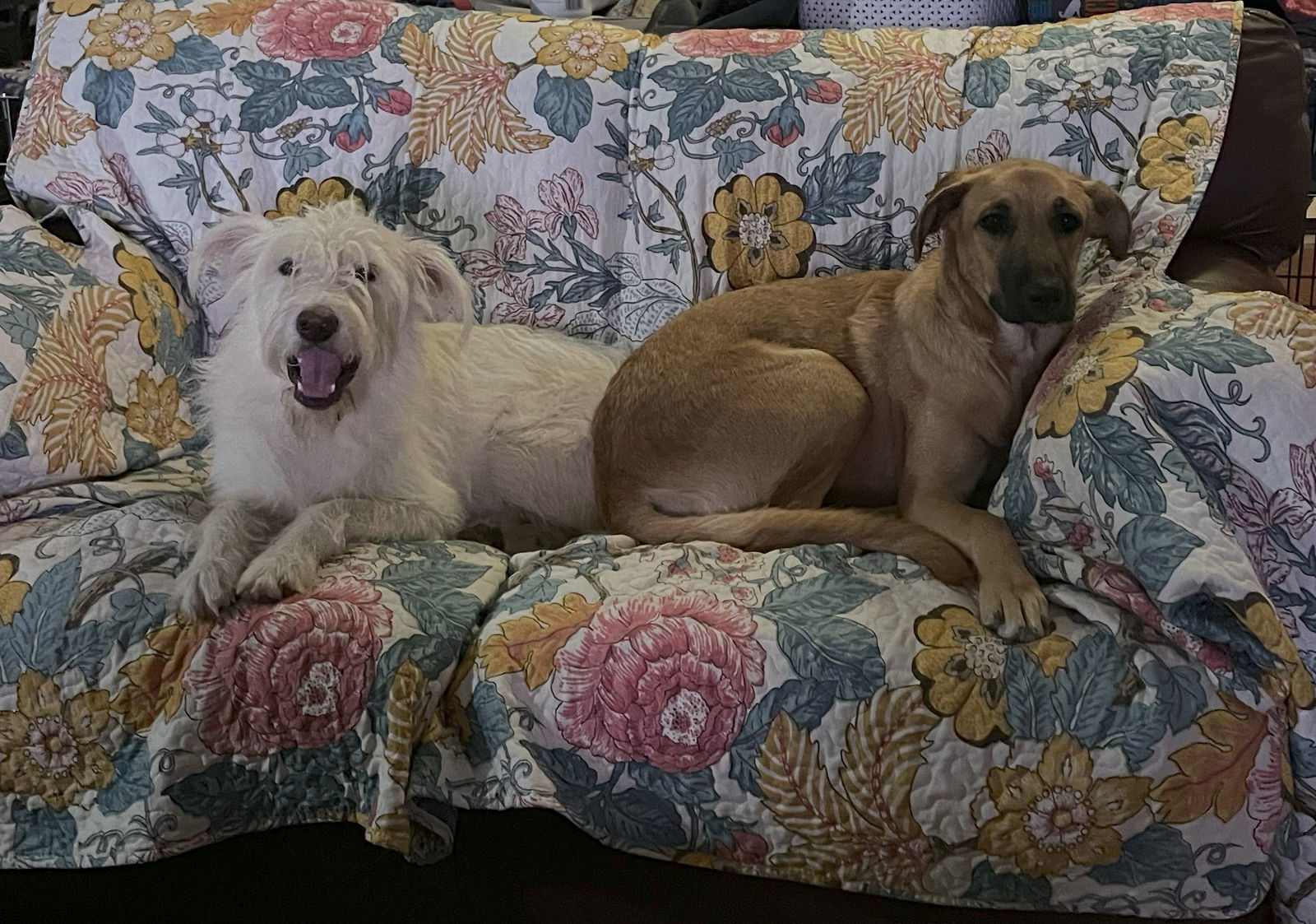 Ginger Gold, an adoptable Komondor, Anatolian Shepherd in Whitewright, TX, 75491 | Photo Image 3