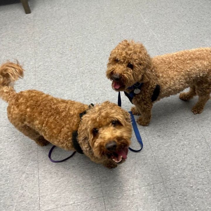 Goldendoodle store rescue midwest