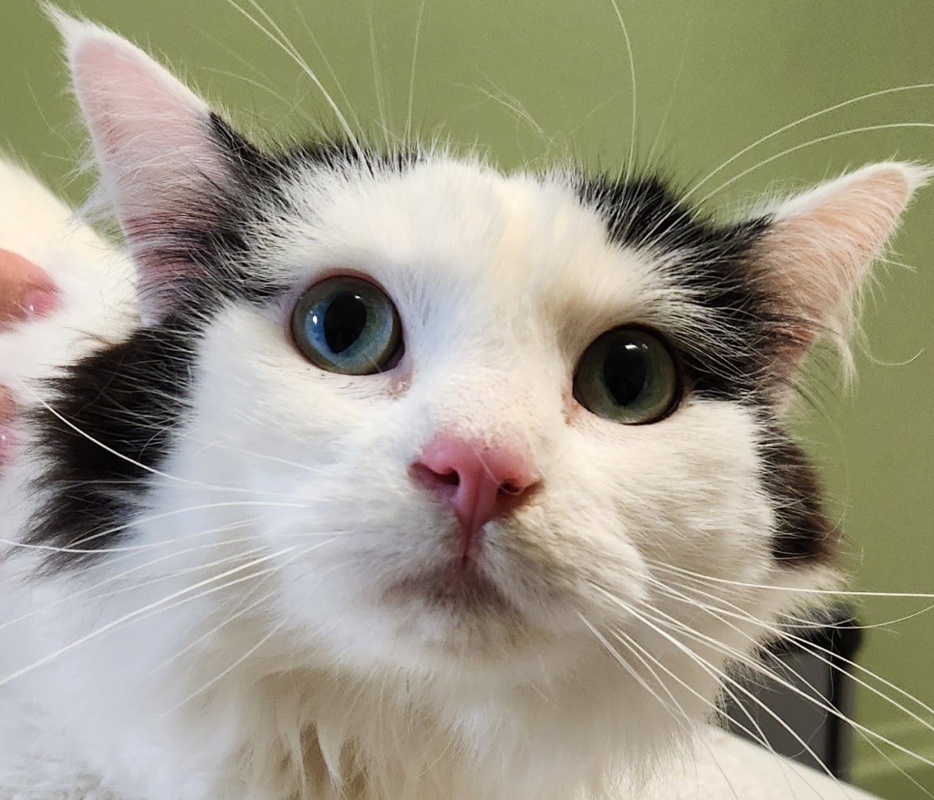 Layla, an adoptable Domestic Long Hair in Grand Rapids, MN, 55744 | Photo Image 2