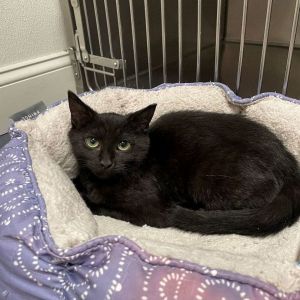 Cats for Adoption Near Fall River MA Petfinder