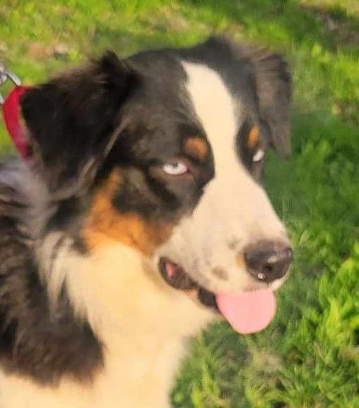 Petfinder mini hot sale australian shepherd