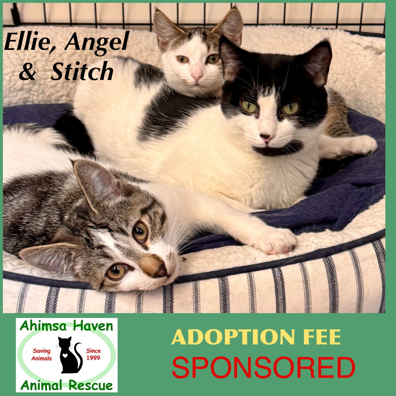 Ellie, Stich and Angel, an adoptable Domestic Short Hair in Winchendon, MA, 01475 | Photo Image 1