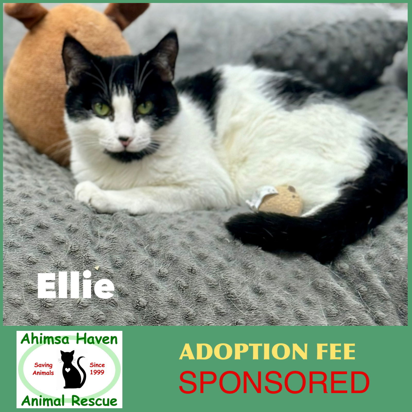 Ellie, an adoptable Domestic Short Hair in Winchendon, MA, 01475 | Photo Image 1