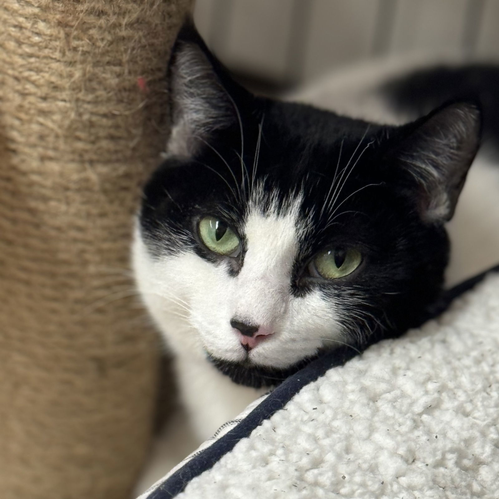 Ellie, Stich and Angel, an adoptable Domestic Short Hair in Winchendon, MA, 01475 | Photo Image 2