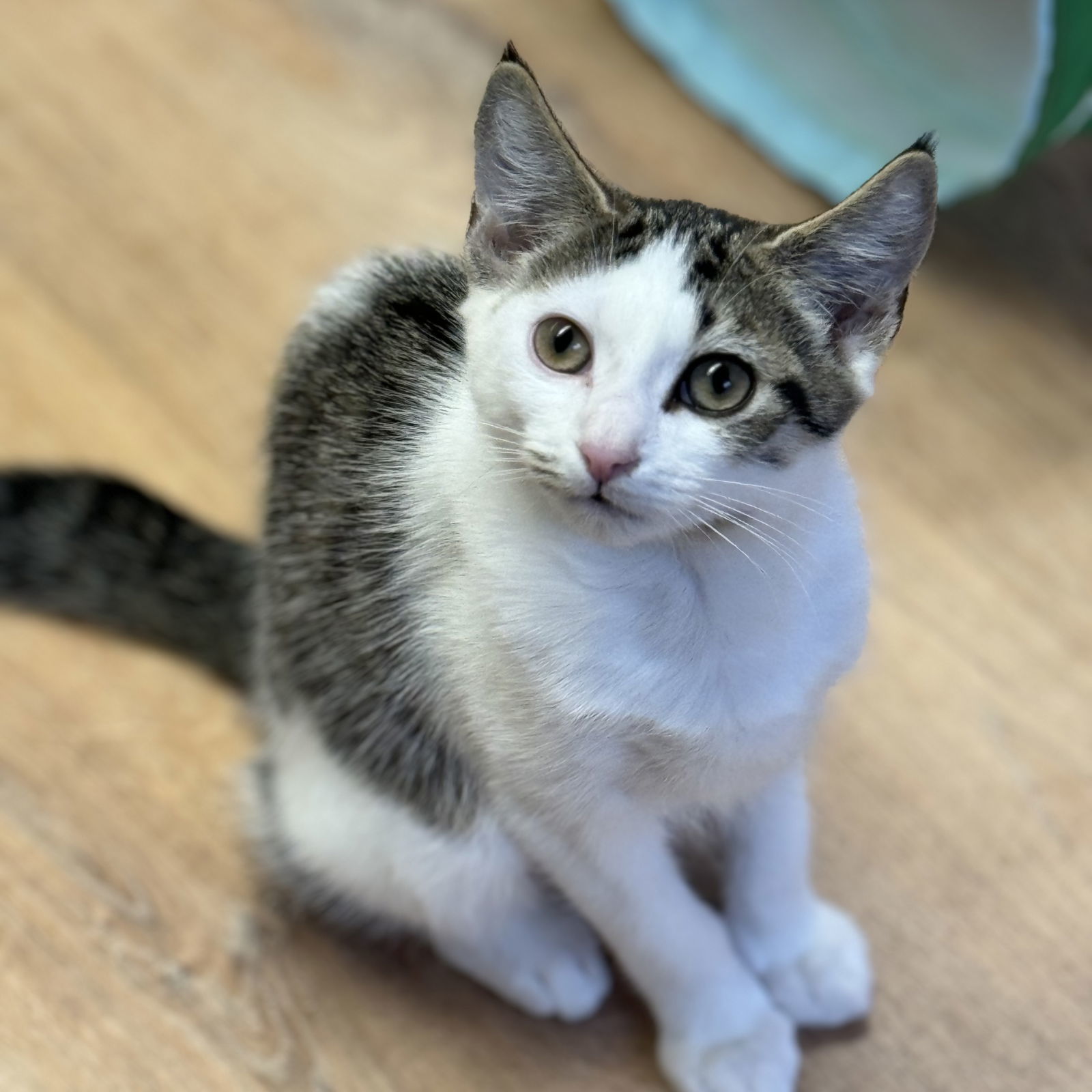 Ellie, Stich and Angel, an adoptable Domestic Short Hair in Winchendon, MA, 01475 | Photo Image 3