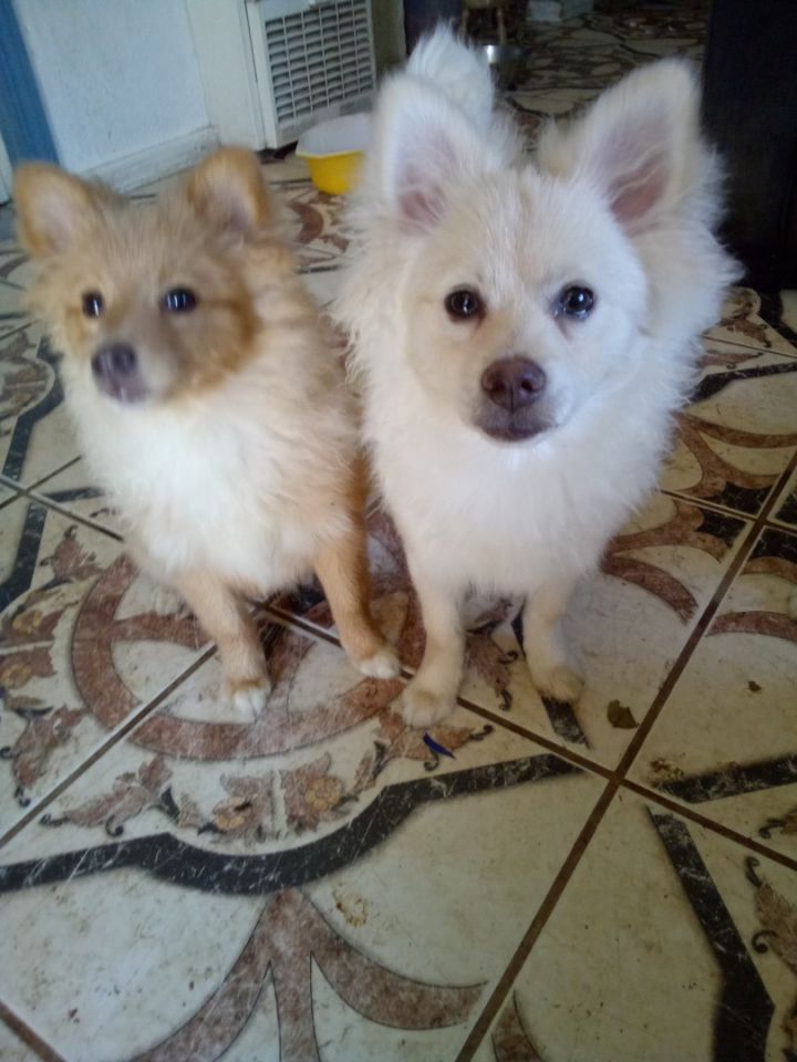 Poms 2024 for adoption