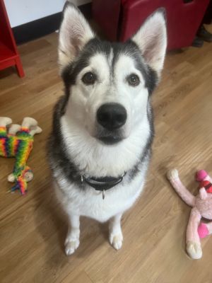 Ready to welcome endless joy and laughter into your life Sofi the 6-year-old husky is eagerly awa