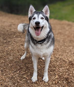 Sofi Husky Dog