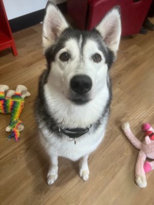 Sofi Husky Dog