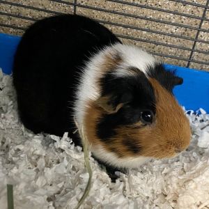 Hey there my name is Pepper Im a 3 year old unaltered female guinea pig looking for a new place