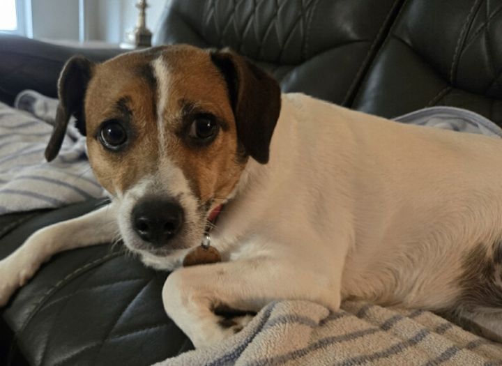 Best companion for jack sales russell