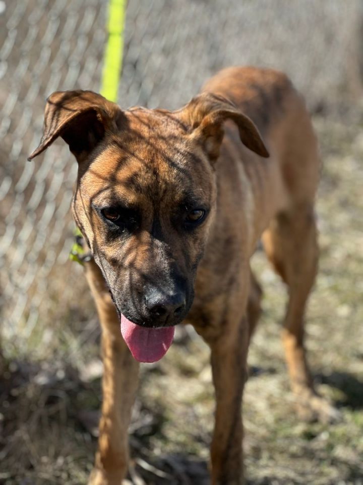 Mountain cur best sale and feist mix