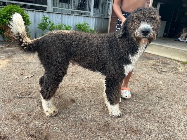 Sheepadoodle petfinder hot sale