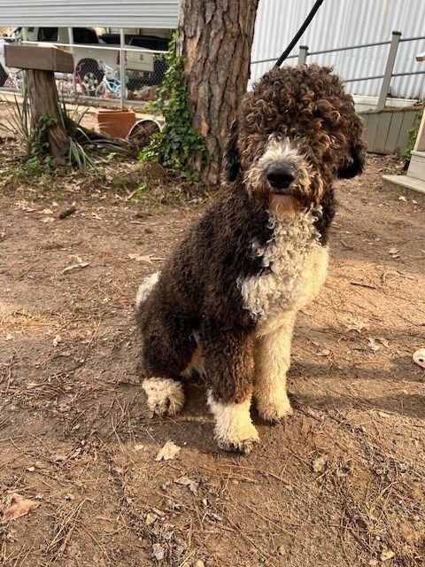 Sheepadoodle petfinder best sale