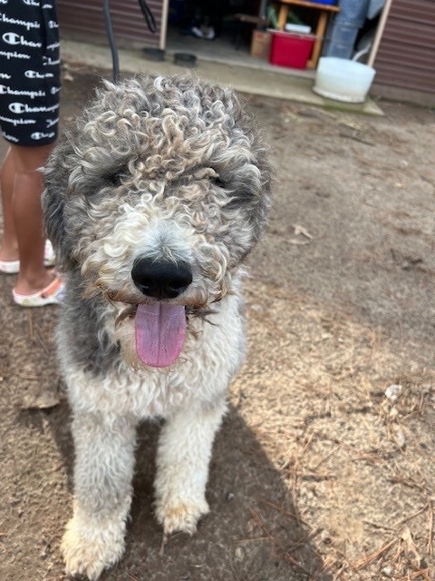 Sheepadoodle for adoption near sales me