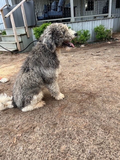 Petfinder sheepadoodle 2024