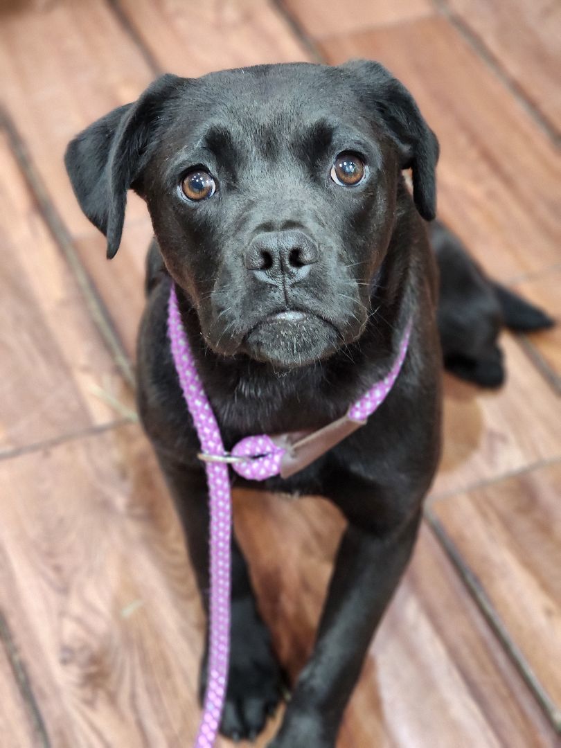 Shelby k3, an adoptable Puggle in Kankakee, IL, 60901 | Photo Image 4