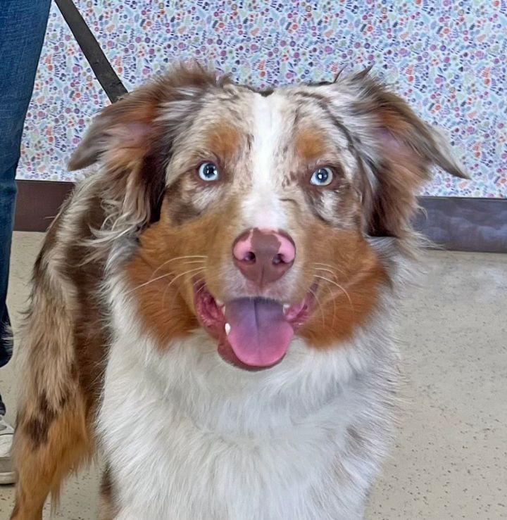 Copper store australian shepherd