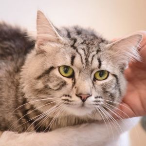 Petfinder cats best sale near me