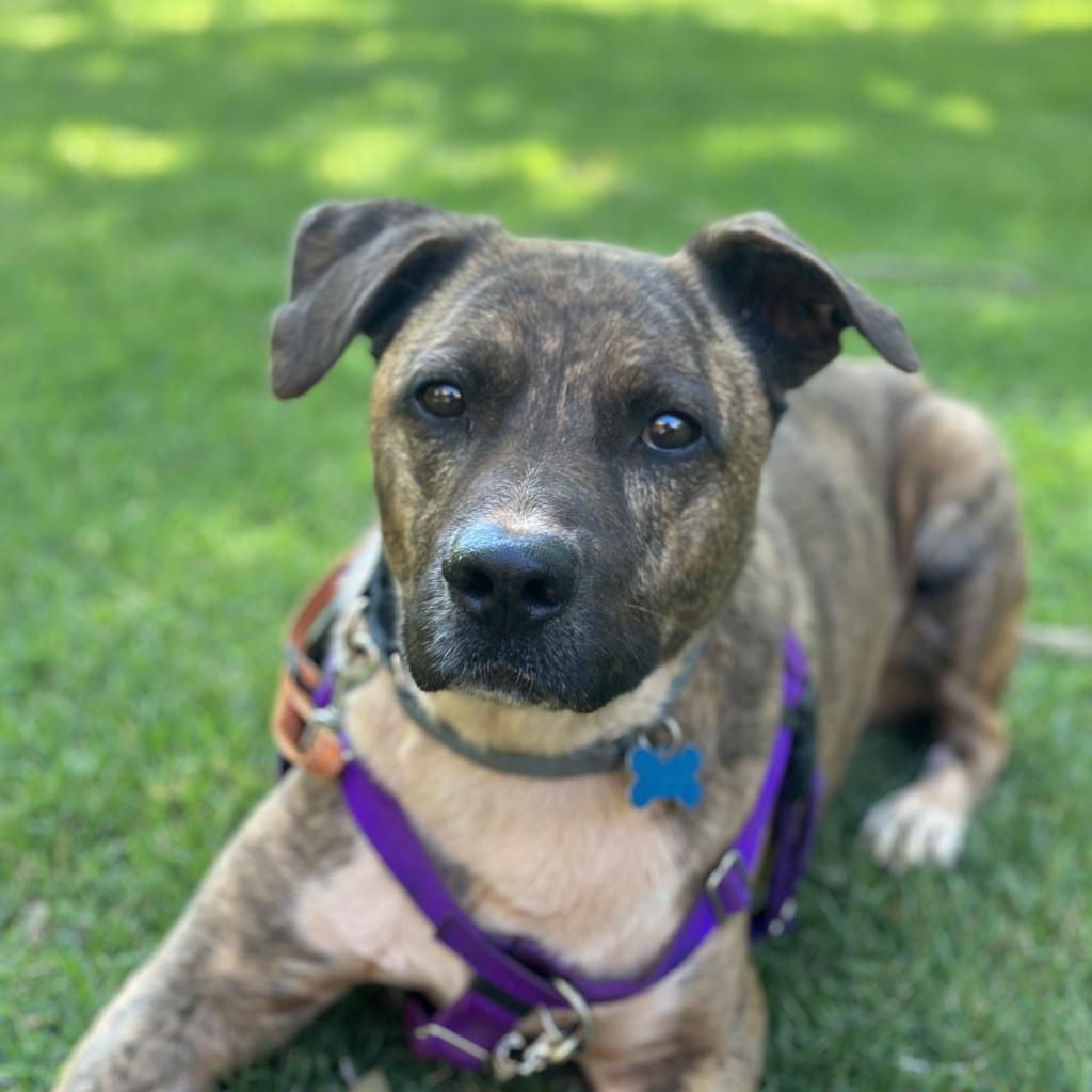 Tuna, an adoptable Pit Bull Terrier, Plott Hound in Kanab, UT, 84741 | Photo Image 1