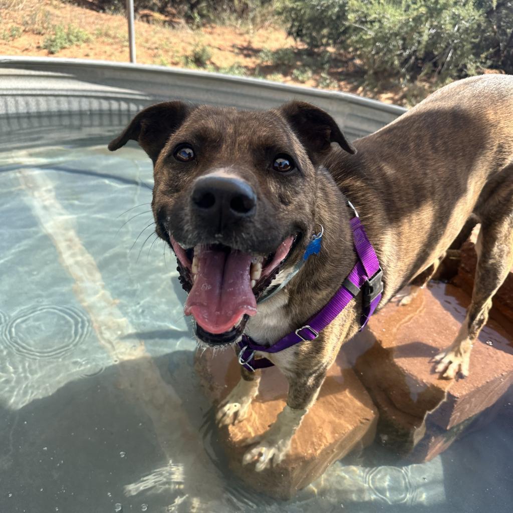 Tuna, an adoptable Pit Bull Terrier, Plott Hound in Kanab, UT, 84741 | Photo Image 2