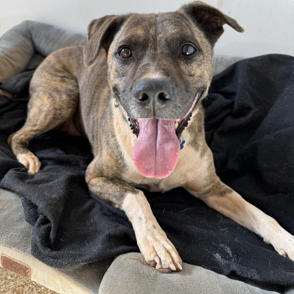 Tuna, an adoptable Pit Bull Terrier, Plott Hound in Kanab, UT, 84741 | Photo Image 3