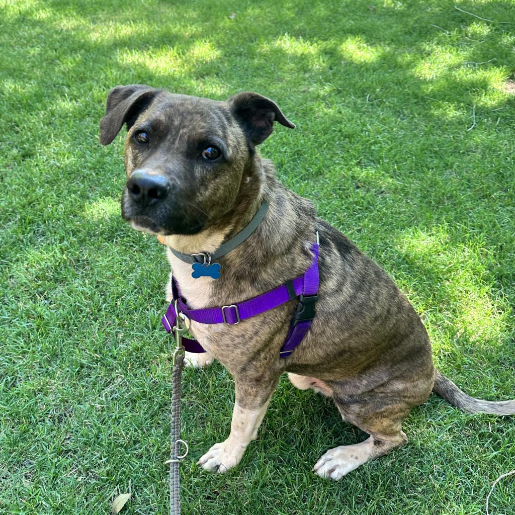 Tuna, an adoptable Pit Bull Terrier, Plott Hound in Kanab, UT, 84741 | Photo Image 4