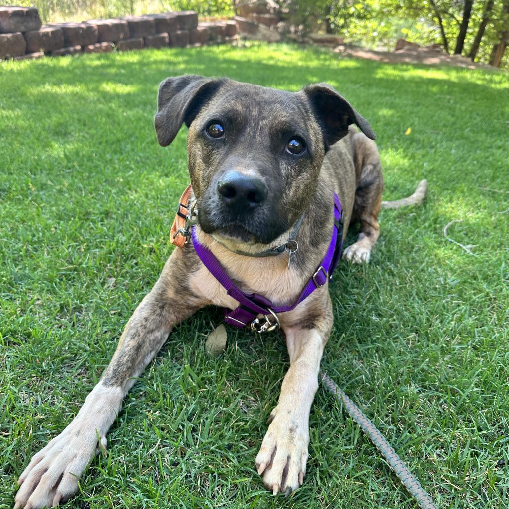 Tuna, an adoptable Pit Bull Terrier, Plott Hound in Kanab, UT, 84741 | Photo Image 5