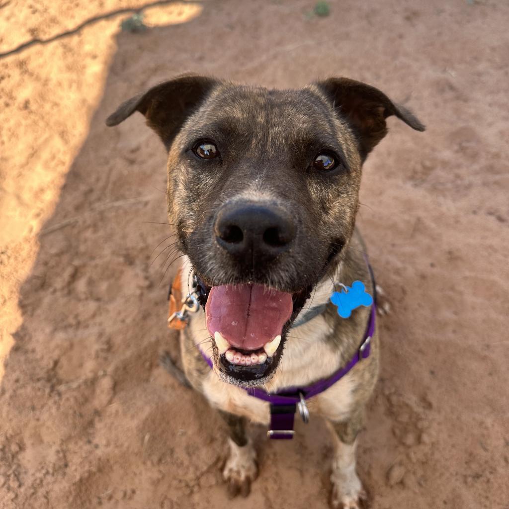 Tuna, an adoptable Pit Bull Terrier, Plott Hound in Kanab, UT, 84741 | Photo Image 6