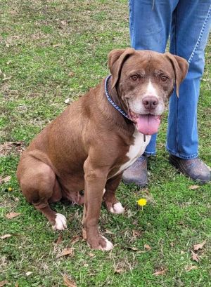 Taz is a 5 yr chocolate pit mix from Alabama He is a complete mush He is super chill and
