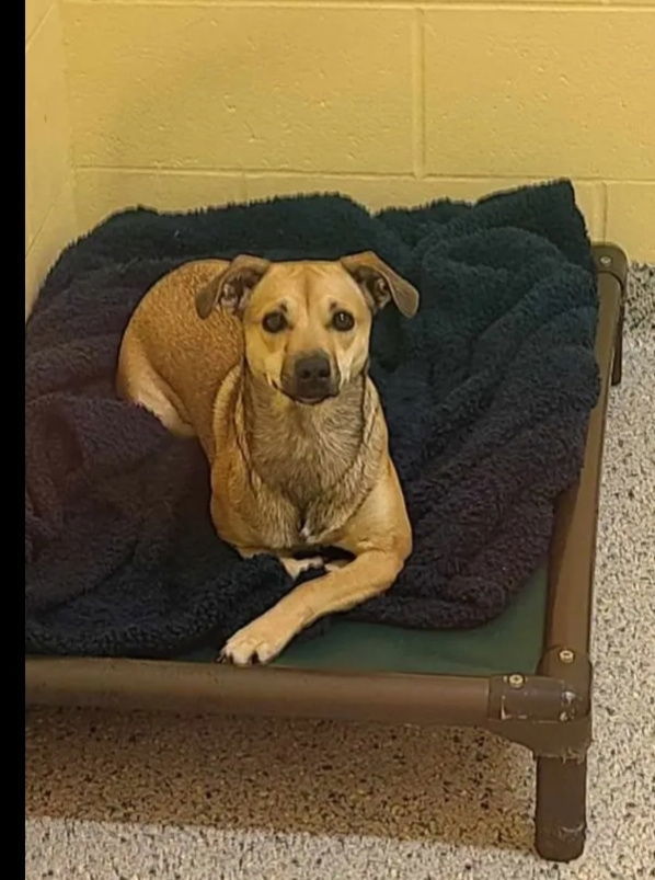 Dog for adoption - River, a Beagle & Chihuahua Mix in Columbus, IN ...