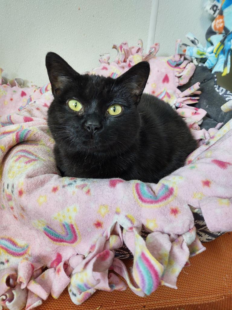 Harlo (Hobbs), an adoptable Domestic Short Hair in Saginaw, MI, 48604 | Photo Image 1