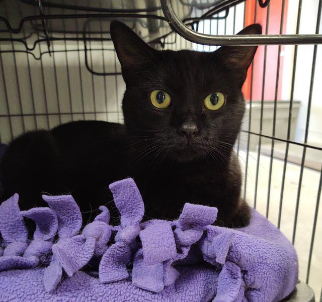 Harlo (Hobbs), an adoptable Domestic Short Hair in Saginaw, MI, 48604 | Photo Image 2