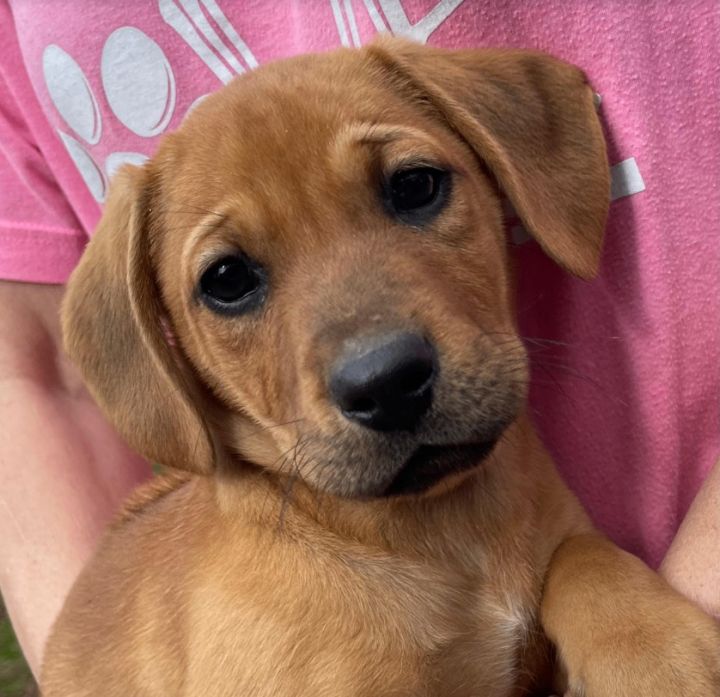 Redbone coonhound 2024 dachshund mix