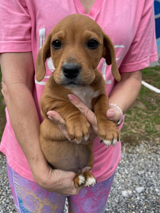 Redbone coonhound 2024 dachshund mix