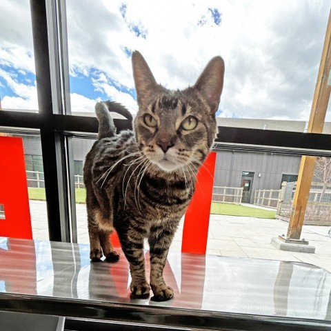 Curley Mars, an adoptable Domestic Short Hair in Hailey, ID, 83333 | Photo Image 1