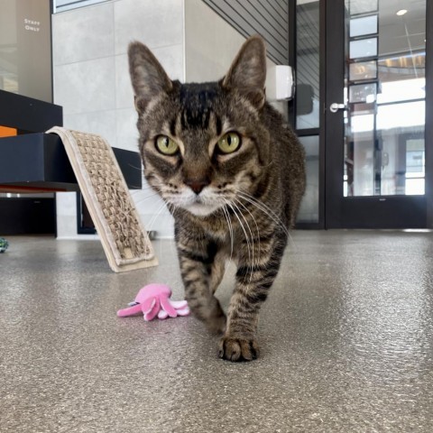 Curley Mars, an adoptable Domestic Short Hair in Hailey, ID, 83333 | Photo Image 2