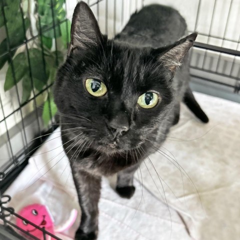 Grizzy, an adoptable Domestic Short Hair in Hailey, ID, 83333 | Photo Image 1