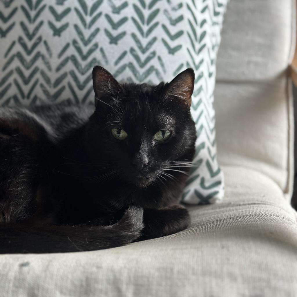 Grizzy, an adoptable Domestic Short Hair in Hailey, ID, 83333 | Photo Image 1