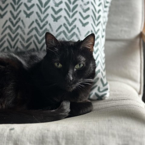 Grizzy, an adoptable Domestic Short Hair in Hailey, ID, 83333 | Photo Image 5